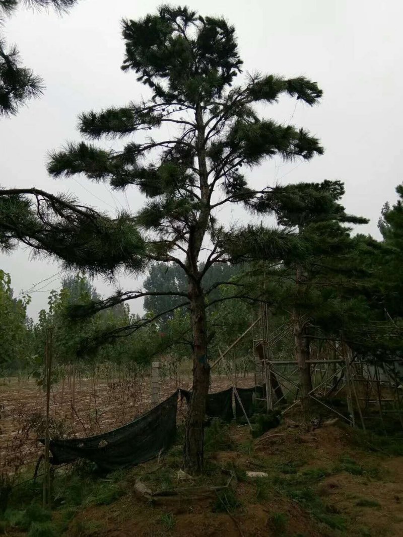 绿化松树，苗木，大树小树，15-50公分直径