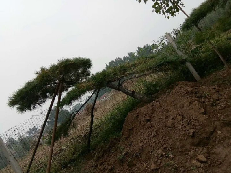 绿化松树，苗木，大树小树，15-50公分直径