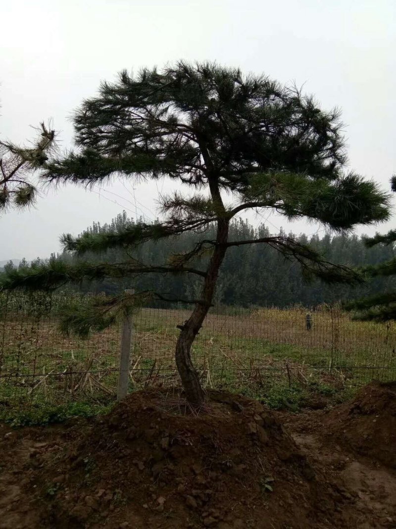 绿化松树，苗木，大树小树，15-50公分直径