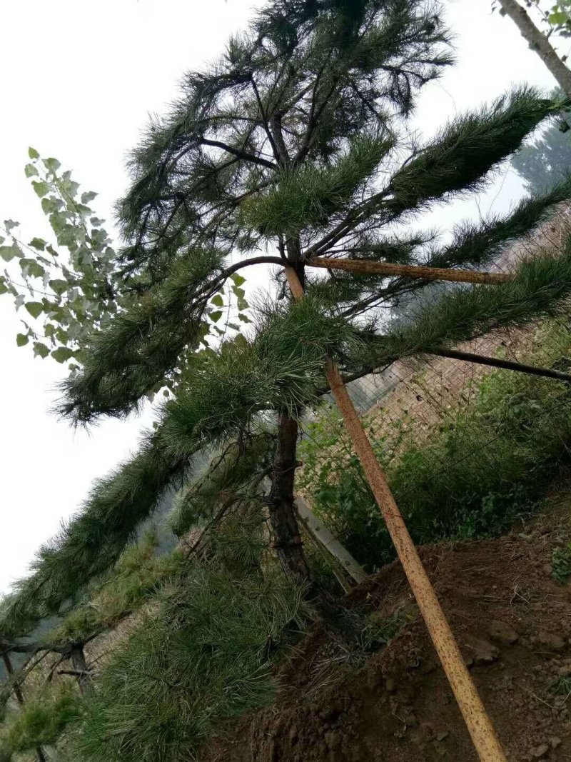 绿化松树，苗木，大树小树，15-50公分直径