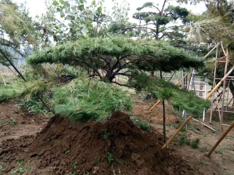 绿化松树，苗木，大树小树，15-50公分直径