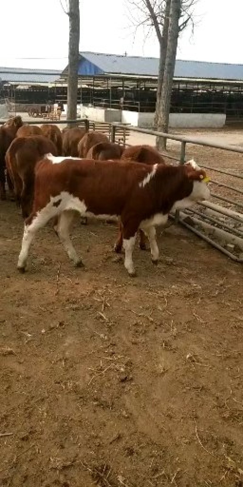 西门塔尔牛犊