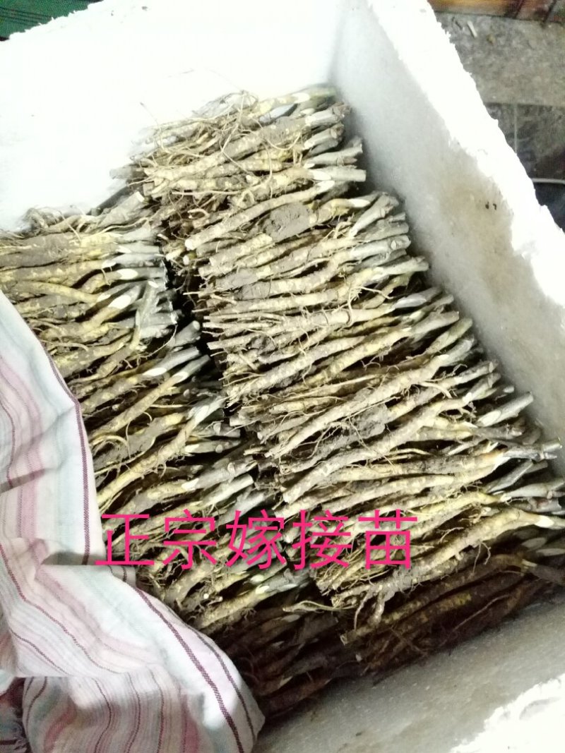 桑树苗云桑1号2号桑果苗100%嫁接桑葚苗