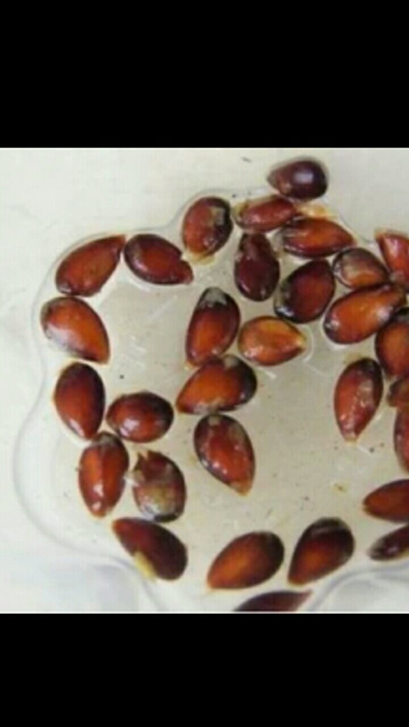 【不发芽10倍退款】苹果种子苹果种子种植技术包教包会种植