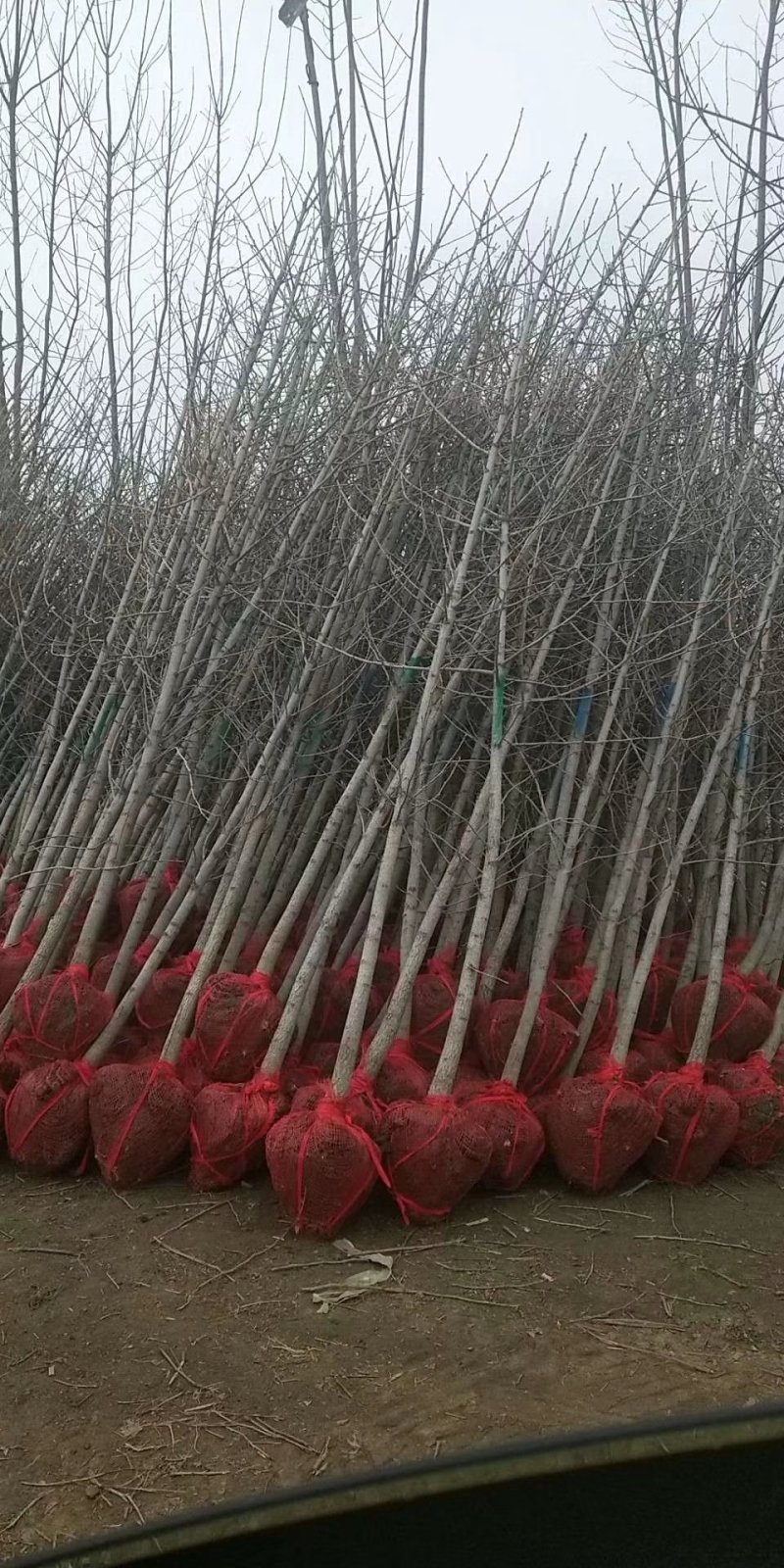 银杏树小苗，各种规格，价格低，上货快，量大