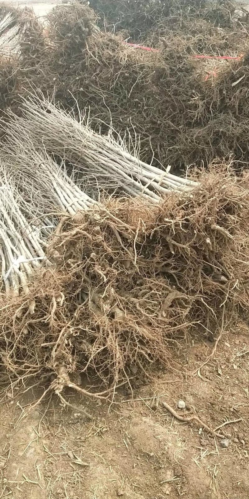 银杏树小苗，各种规格，价格低，上货快，量大