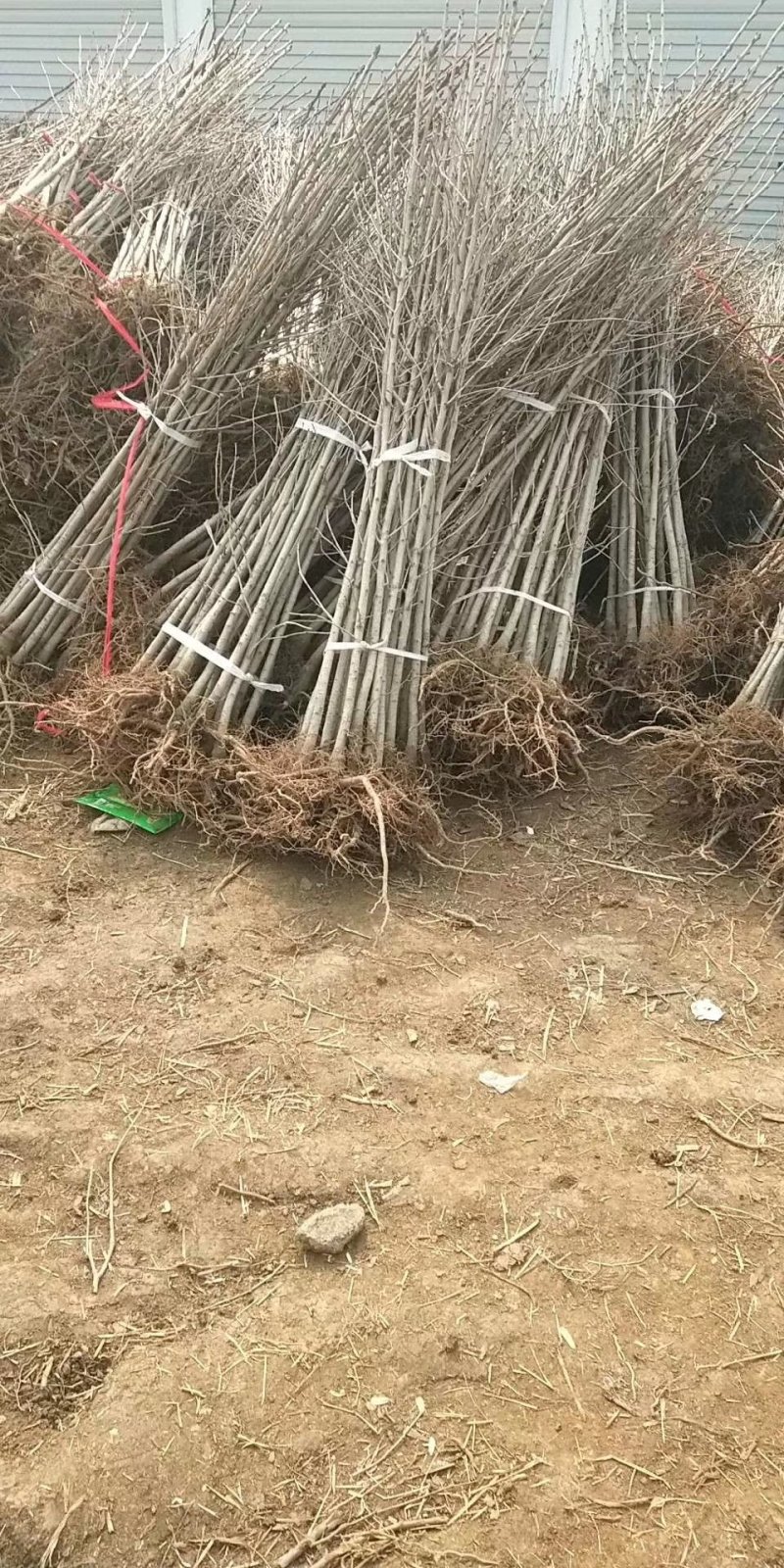 银杏树小苗，各种规格，价格低，上货快，量大