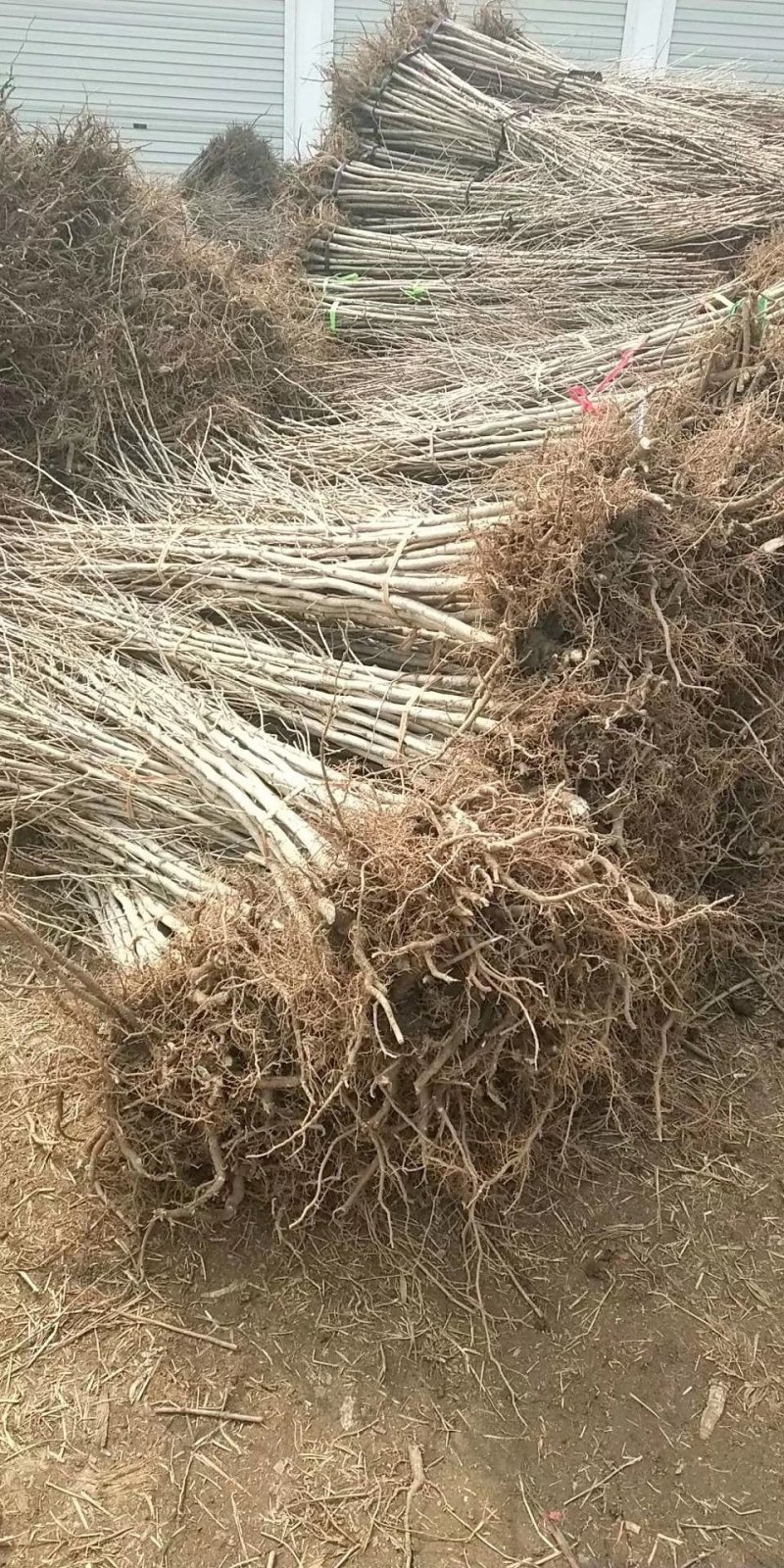 银杏树小苗，各种规格，价格低，上货快，量大
