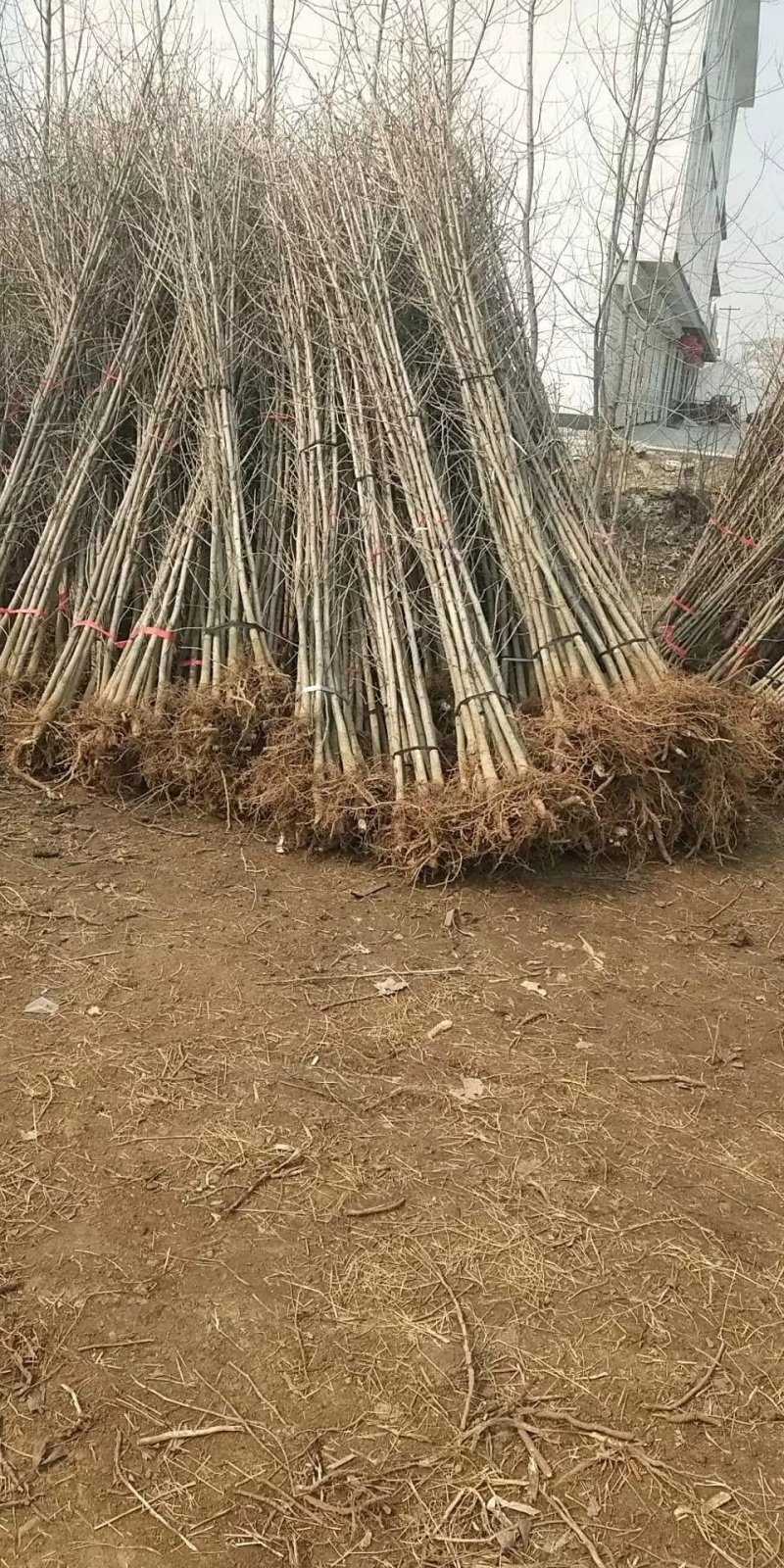 银杏树小苗，各种规格，价格低，上货快，量大