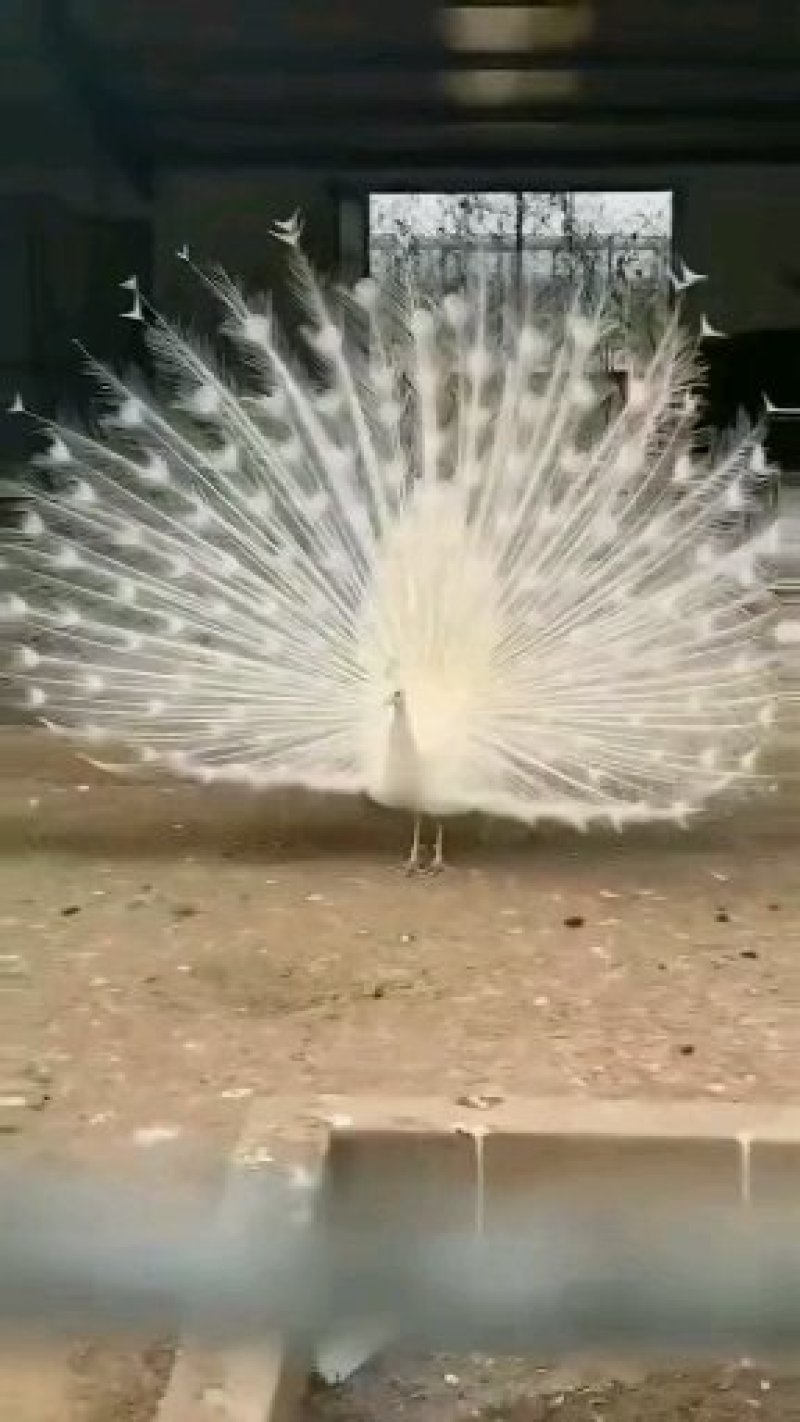 蓝孔雀，花孔雀，白孔雀，孔雀苗，孔雀蛋