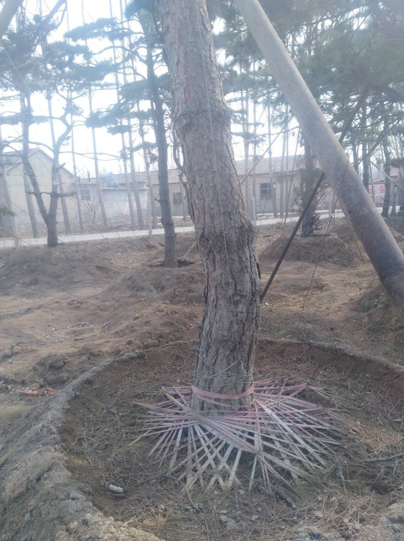 迎客松，造型松，