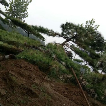 迎客松，造型松，