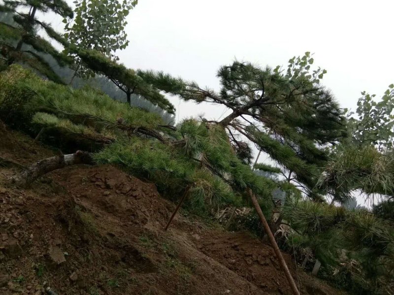 迎客松，造型松，