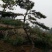 迎客松，造型松，