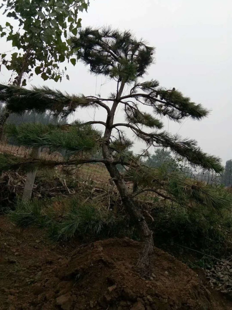 迎客松，造型松，