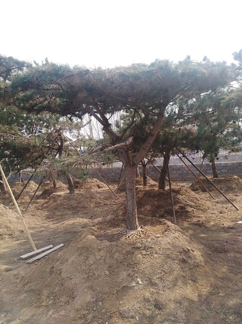 迎客松，造型松，