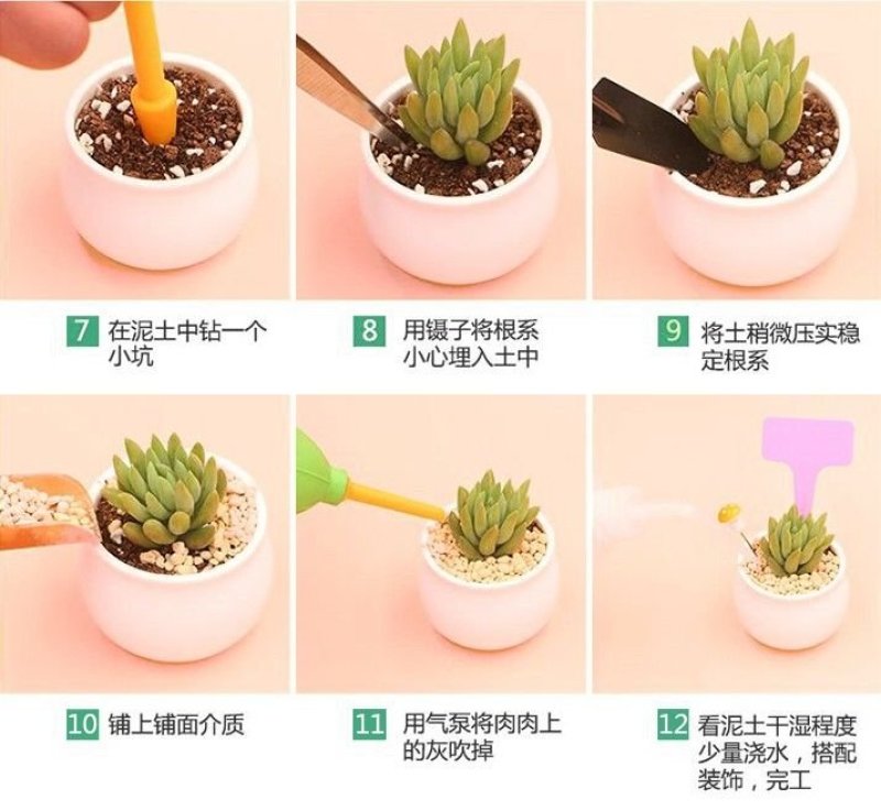 多肉植物多肉盆栽绿植办公室室内新手多肉植物萌肉肉