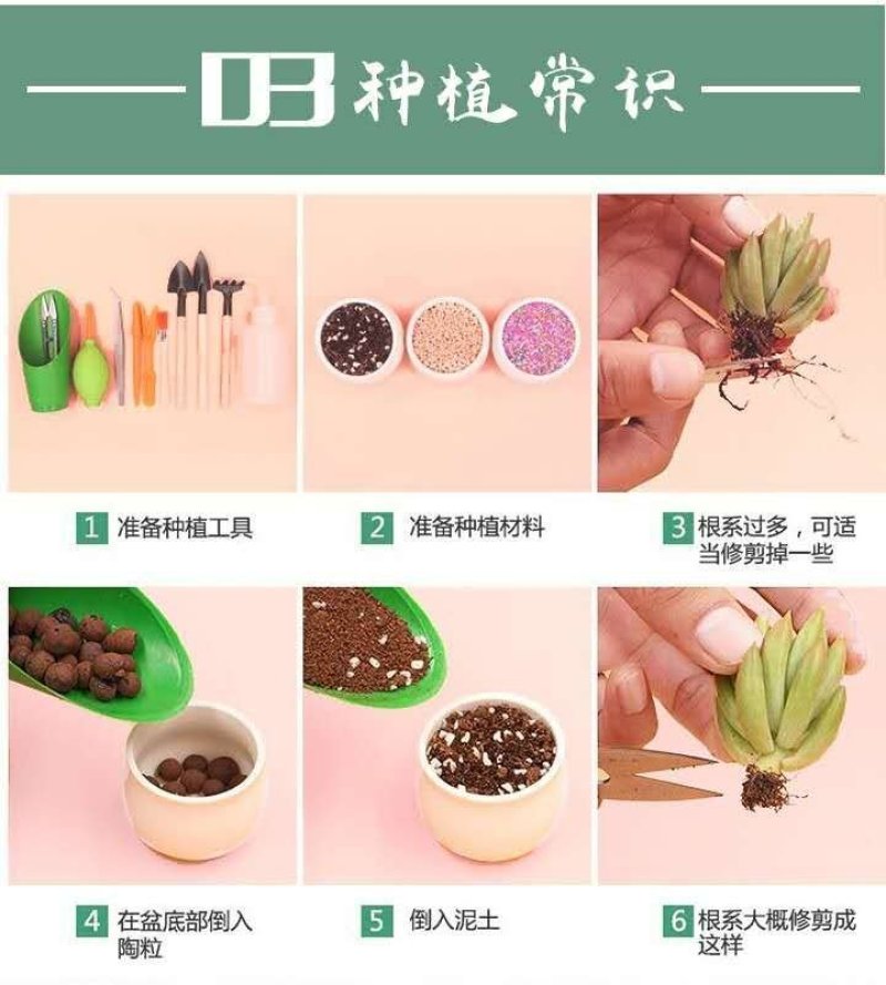多肉植物多肉盆栽绿植办公室室内新手多肉植物萌肉肉