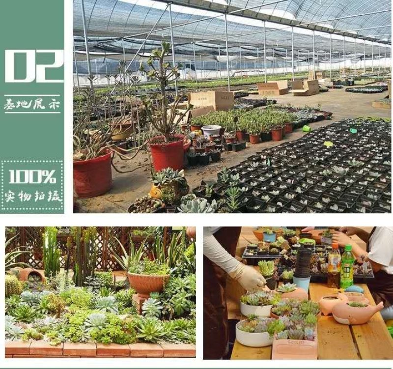 多肉植物多肉盆栽绿植办公室室内新手多肉植物萌肉肉