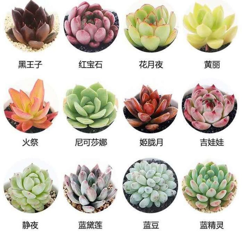 多肉植物多肉盆栽绿植办公室室内新手多肉植物萌肉肉