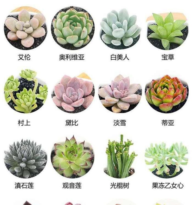 多肉植物多肉盆栽绿植办公室室内新手多肉植物萌肉肉