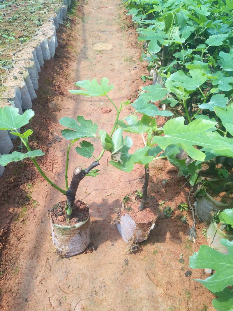 无花果苗波姬红无花果树苗南方水果树苗四季种植