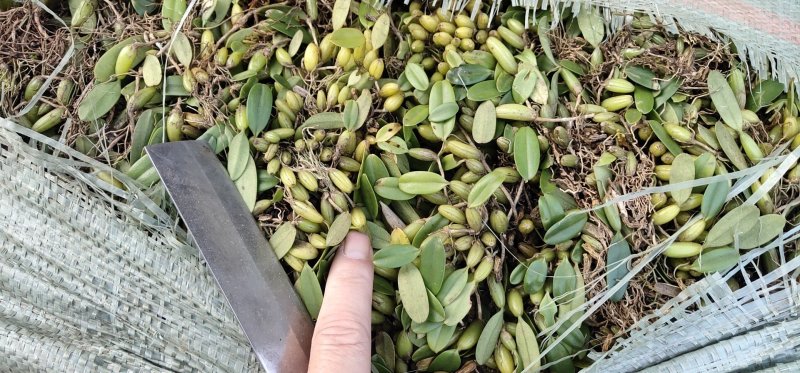 石橄榄