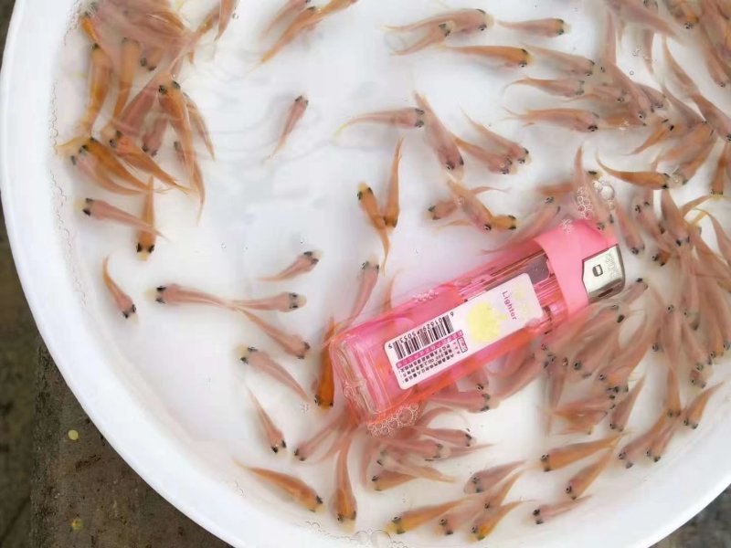 优质红罗非鱼苗罗非鱼苗豹纹红罗非鱼苗