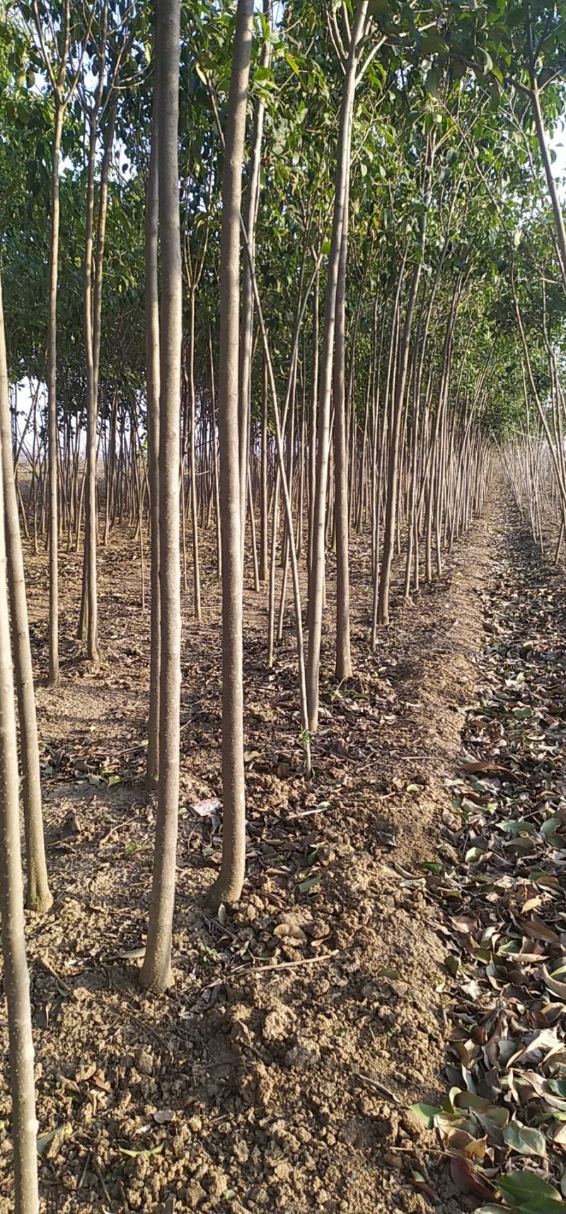 大叶女贞2公分，量大质优