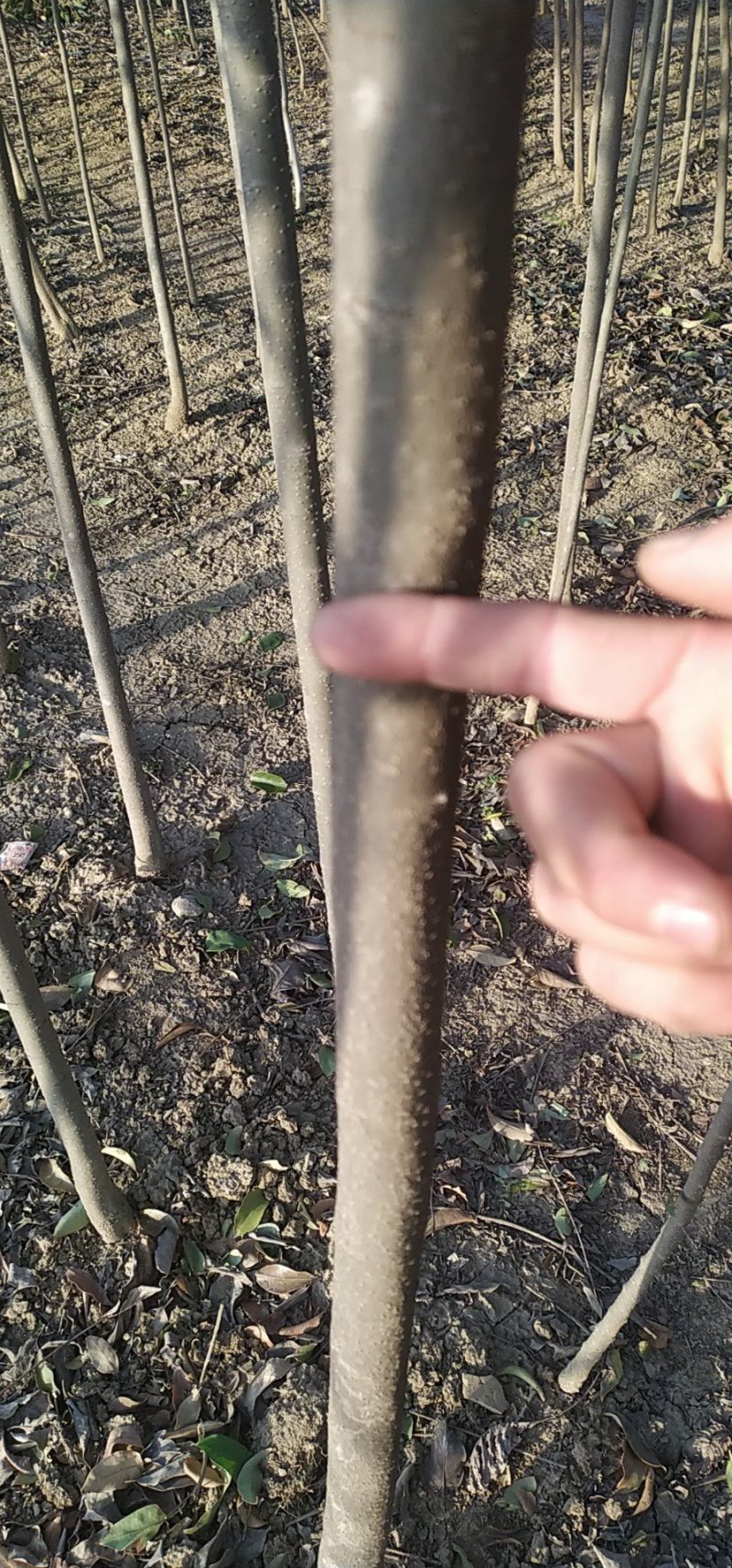大叶女贞2公分，量大质优