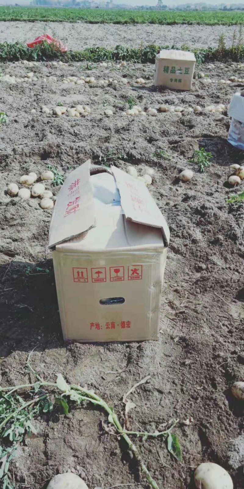 丽薯