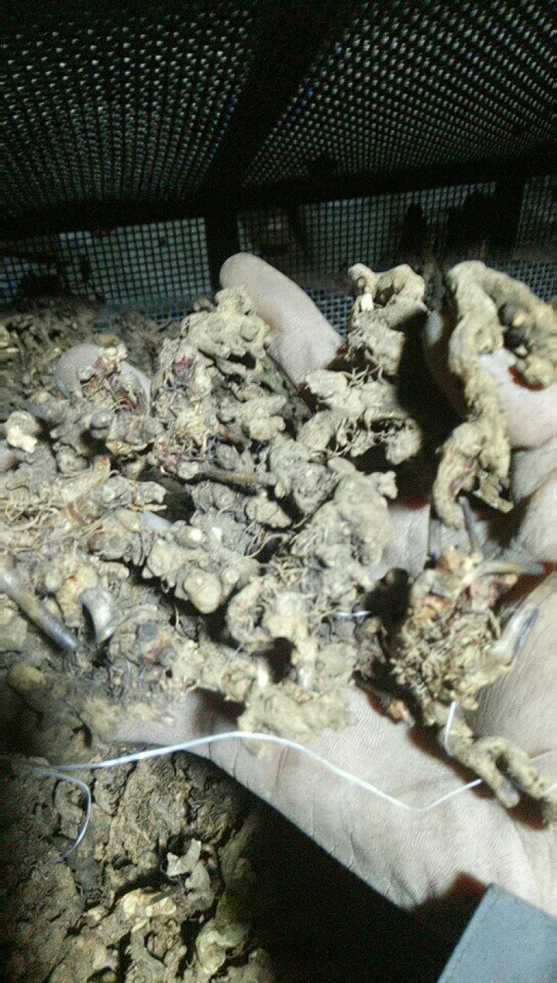 淫羊藿根