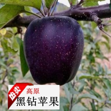 引进西藏林芝黑钻苹果树苗