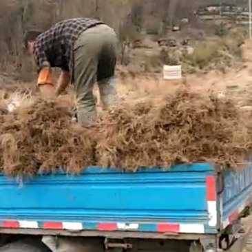 珍珠花苗，省沽油苗，珍稀山野菜。
