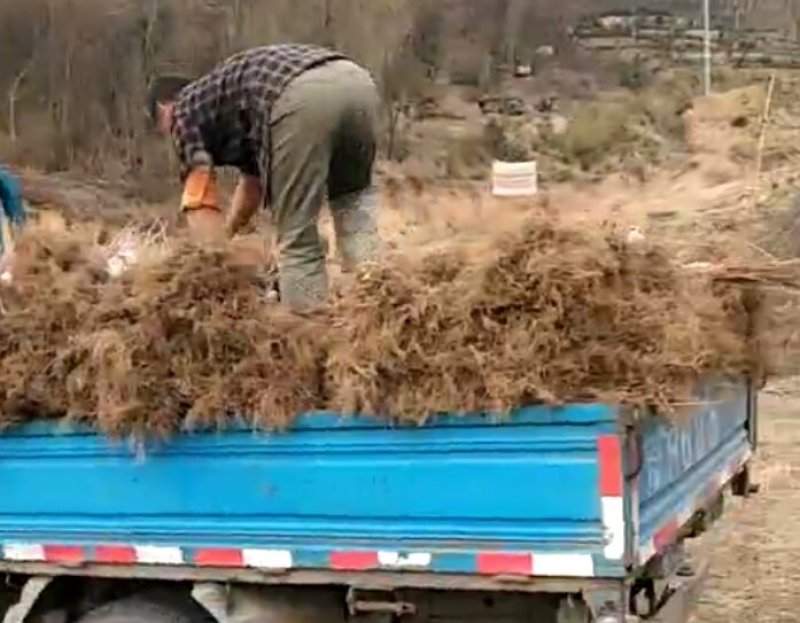珍珠花苗，省沽油苗，珍稀山野菜。