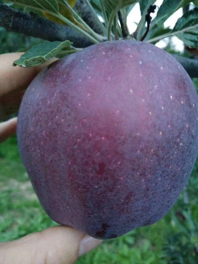 引进西藏林芝黑钻苹果树苗