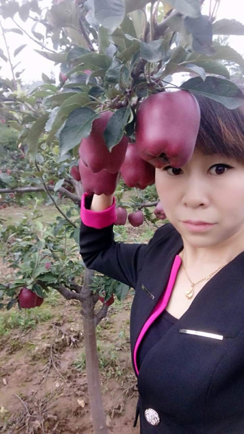 花牛蛇果苹果树苗