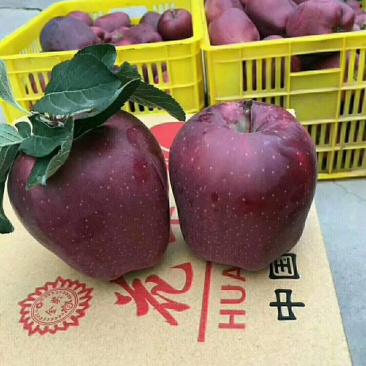 正宗天水花牛苹果树苗