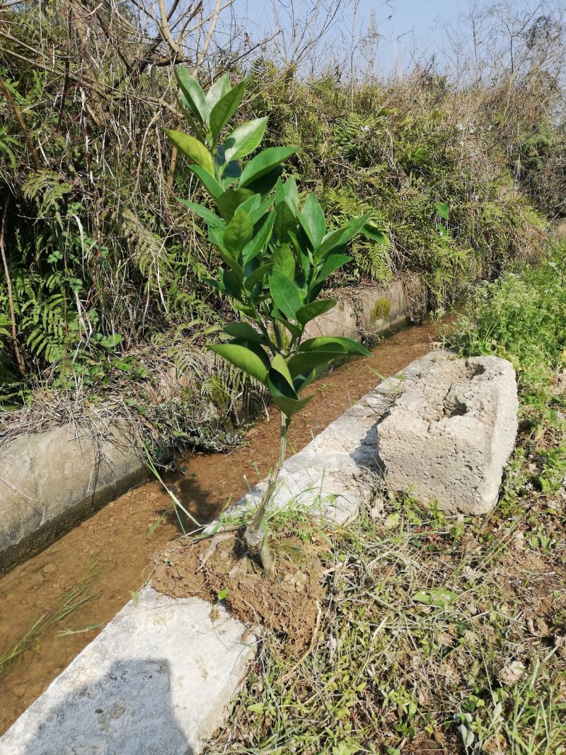 纽荷尔脐橙苗品种纯正包邮免费枝术支持