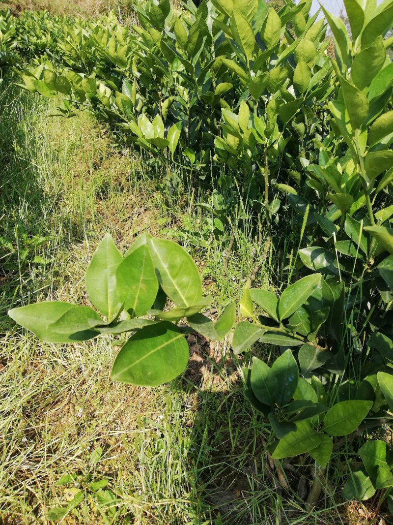 纽荷尔脐橙苗品种纯正包邮免费枝术支持