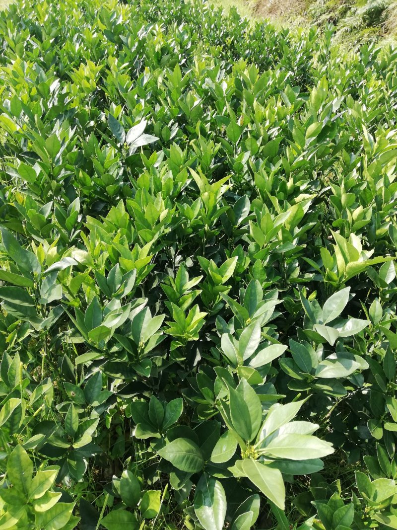 纽荷尔脐橙苗品种纯正包邮免费枝术支持