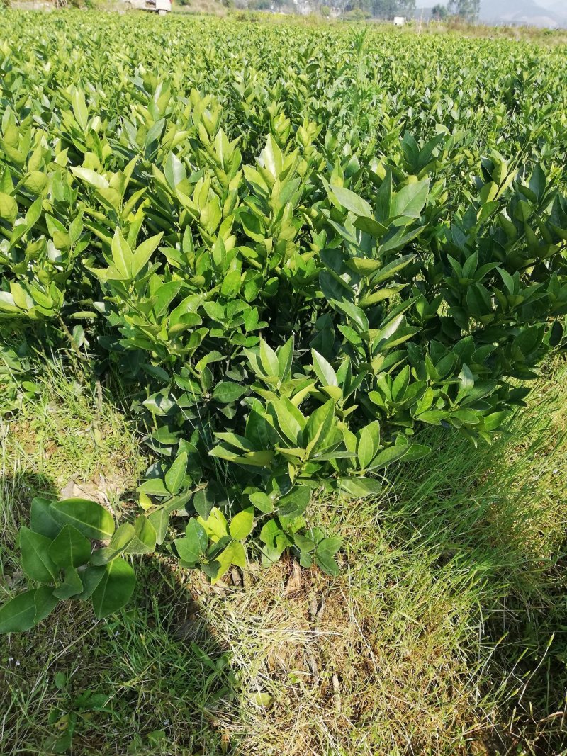 纽荷尔脐橙苗品种纯正包邮免费枝术支持