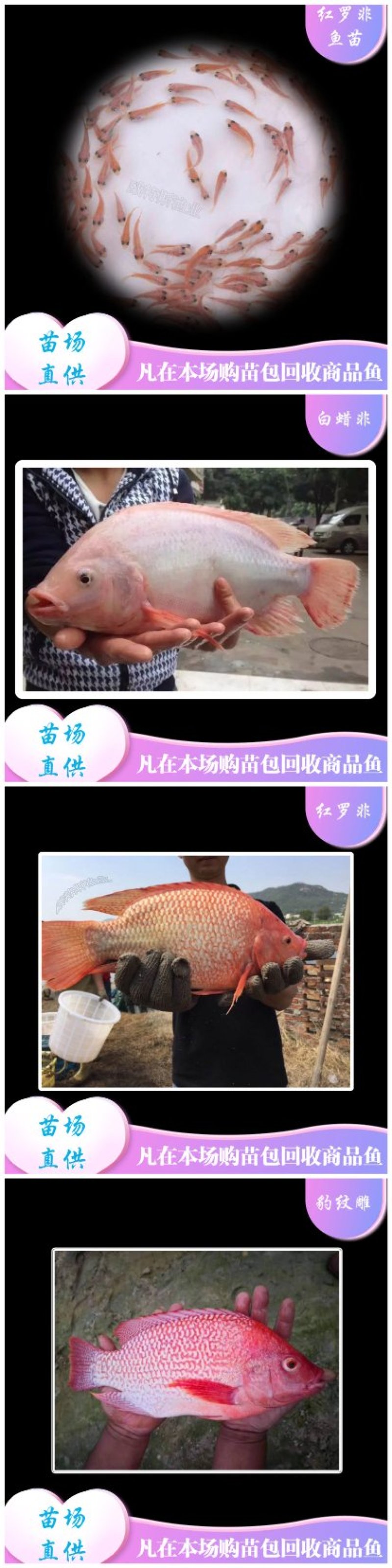 红罗非鱼苗巴西红罗非鱼苗彩虹雕罗非鱼苗