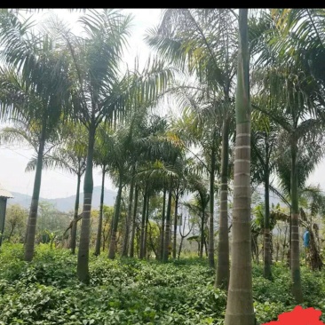 狐尾椰子树