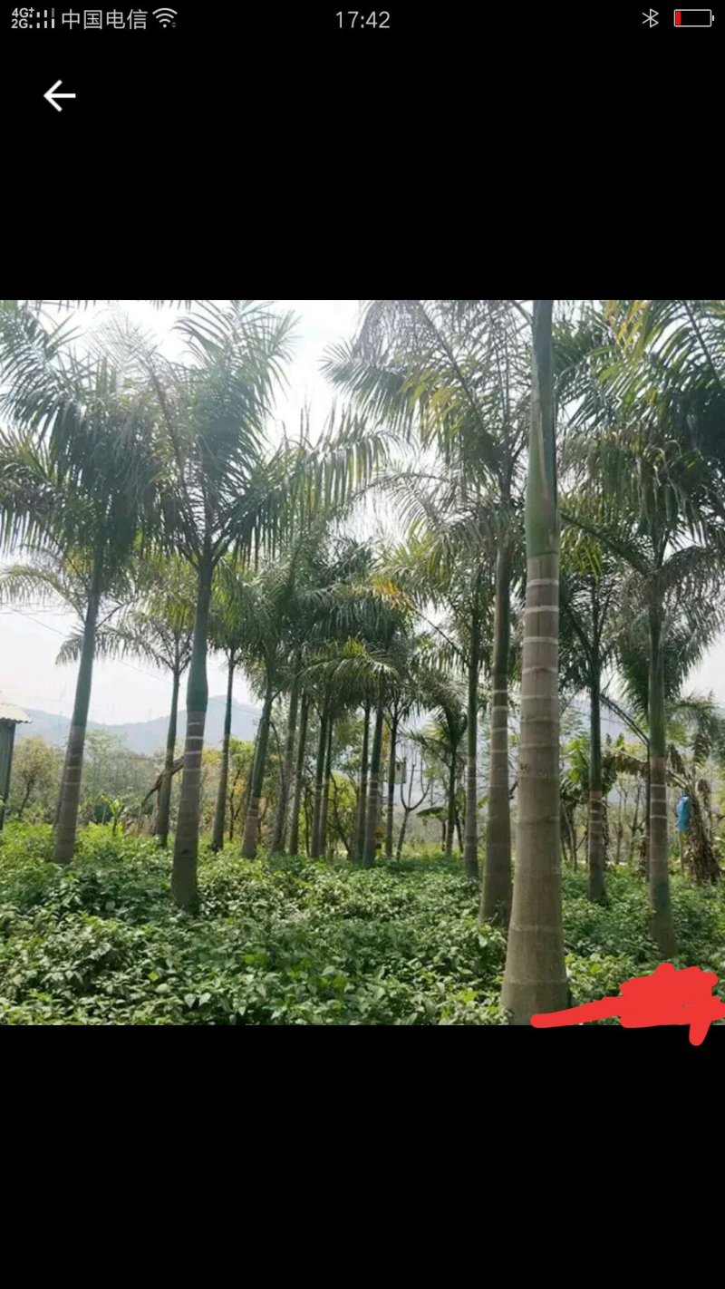 狐尾椰子树