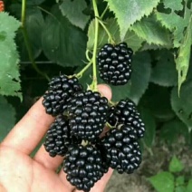 黑树莓苗双季黑树莓苗当年挂果苗抗寒能力强丰产大果