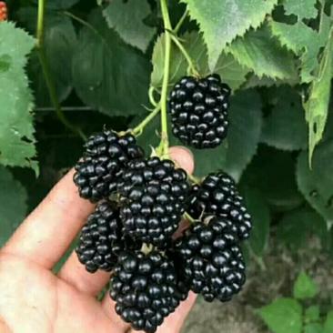 黑树莓苗双季黑树莓苗当年挂果苗抗寒能力强丰产大果