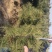 油松