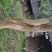 紫薇