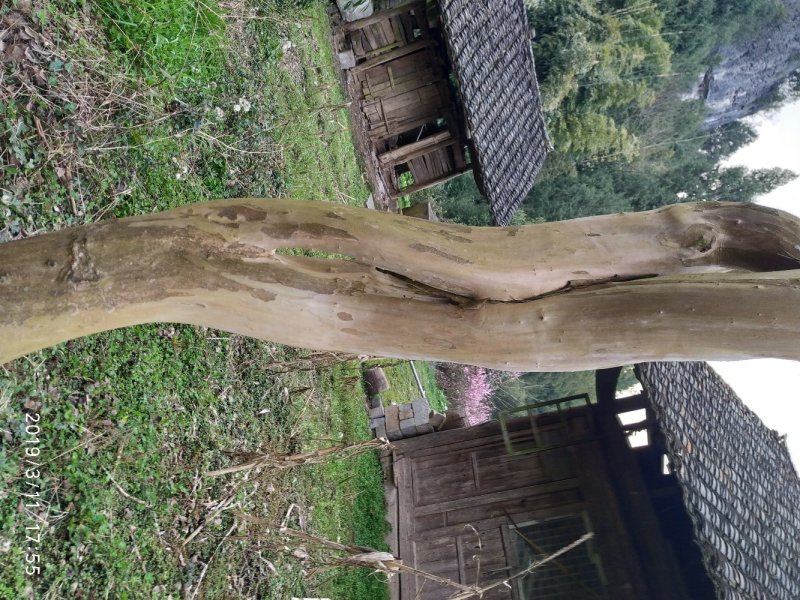 紫薇